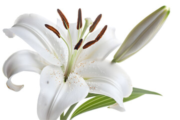 White Lily Flower