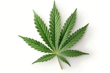 vibrant green cannabis leaf isolated on pure white intricate details of serrated edges and delicate veins visible soft shadows add depth to the photorealistic rendering
