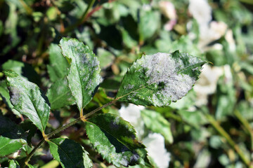 Fungal disease Powdery mildew on rose leaves