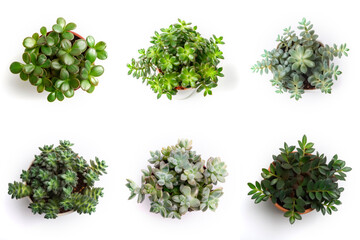 Naklejka premium High-Resolution PNG Pack of 6 Decorative and Aromatic Plant Seedlings Images - Beautifully Captured Herb and Flower Sprouts for Gardens, Home Decor, and Botanical Projects