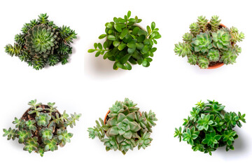 Obraz premium High-Resolution PNG Pack of 6 Decorative and Aromatic Plant Seedlings Images - Beautifully Captured Herb and Flower Sprouts for Gardens, Home Decor, and Botanical Projects