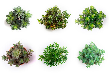Naklejka premium High-Resolution PNG Pack of 6 Decorative and Aromatic Plant Seedlings Images - Beautifully Captured Herb and Flower Sprouts for Gardens, Home Decor, and Botanical Projects