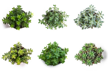 Obraz premium High-Resolution PNG Pack of 6 Decorative and Aromatic Plant Seedlings Images - Beautifully Captured Herb and Flower Sprouts for Gardens, Home Decor, and Botanical Projects