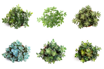 Obraz premium High-Resolution PNG Pack of 6 Decorative and Aromatic Plant Seedlings Images - Beautifully Captured Herb and Flower Sprouts for Gardens, Home Decor, and Botanical Projects