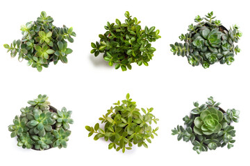 Obraz premium High-Resolution PNG Pack of 6 Decorative and Aromatic Plant Seedlings Images - Beautifully Captured Herb and Flower Sprouts for Gardens, Home Decor, and Botanical Projects