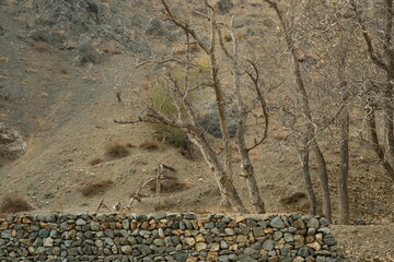 tree in the mountain
