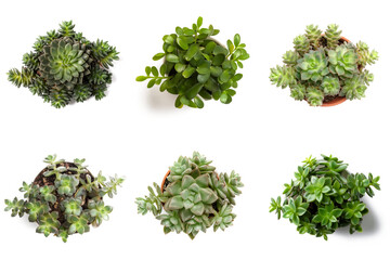 Obraz premium High-Resolution PNG Pack of 6 Decorative and Aromatic Plant Seedlings Images - Beautifully Captured Herb and Flower Sprouts for Gardens, Home Decor, and Botanical Projects
