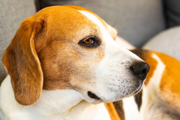 Adorable Beagle dog peacefully lie on garden sofa outdoors
