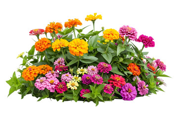Fototapeta premium Bush of colorful marigolds in full bloom on transparent background
