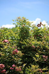 Obraz premium bush with flowers