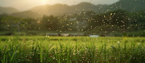 Seeds floating in the air above green field with copy space image.