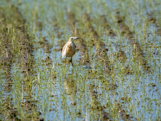 Squacco Heron in a Flooded Rice Field (Ardeola ralloides)
