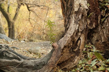 tree trunk with roots shallow background