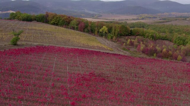 Aerial view of vineyard and tree-filled hills in autumn countryside, Murlo, Tuscany, Italy.