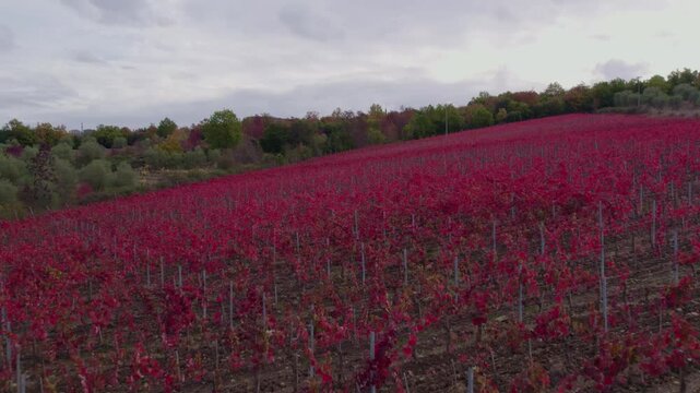 Aerial view of vineyard and autumn trees in countryside, Murlo, Tuscany, Italy.