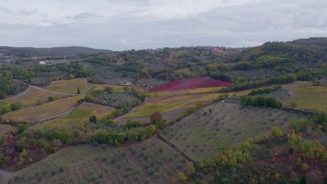 Aerial view of autumn vineyard and tree in countryside, Murlo, Tuscany, Italy.