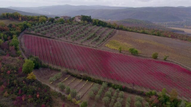 Aerial view of vineyard and tree-filled countryside in autumn, Tuscany, Italy.