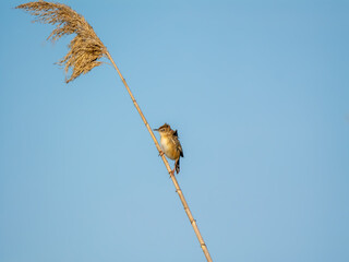Great Reed Warbler Perched on a Reed (Acrocephalus arundinaceus)