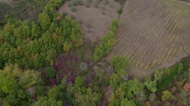 Aerial view of vineyard and forest in autumn countryside, Murlo, Tuscany, Italy.