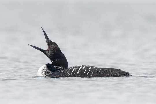 Great northern diver or common loon (Gavia immer) off the Shetland coast, Scotland