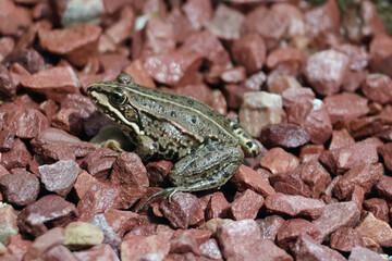 Crapaud ou grenouille