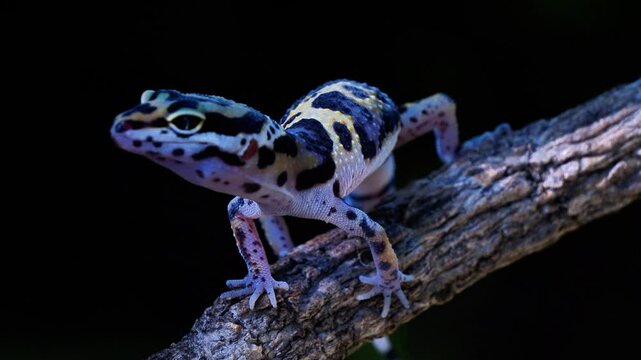 a close up of leopard gecko climbing up the rough bark of a tree.