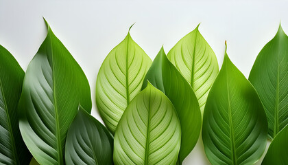 Lush Green Leaves Arranged on White Background