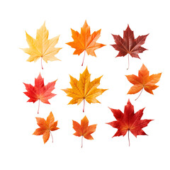 Autumn leaves cutout