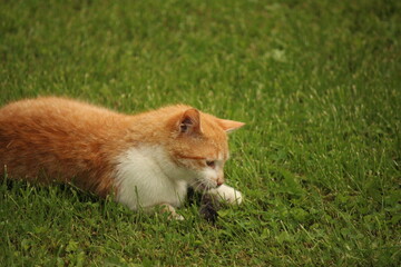 cat in the grass