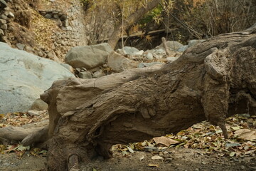 Obraz premium close up of a tree bark depth of field shallow background fall orange leaves trees in background