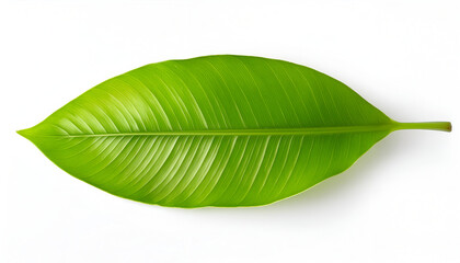 Obraz premium Single Green Leaf Isolated on White Background