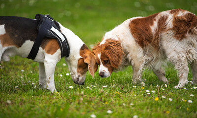 Brittany Spaniel dog playing on a grass with Beagle dog