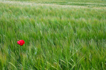 Red Poppy in Wheat Field