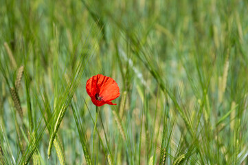 Red Poppy