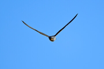Rotfußfalke // Red-footed falcon (Falco vespertinus)