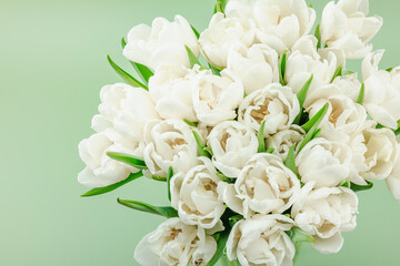 A bouquet of white tulips on a pastel green background. Blooming flowers, festive concept