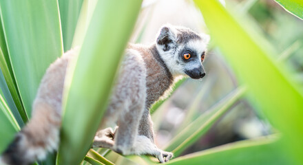 Lemur sitzt in einer Palmenpflanze
