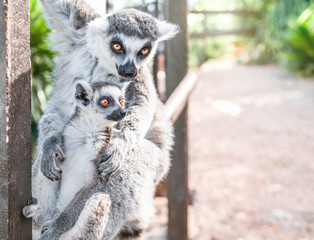 Lemurenmama mit ihrem Baby sitzt auf einem Geländer