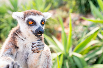 grinsender Lemur