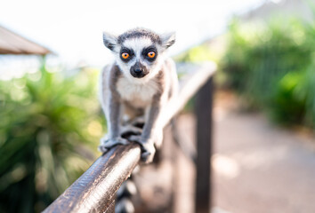 Lemurenbaby sitzt mit einem fragenden Blick auf einem Geländer 