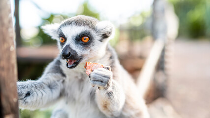 Lemur hat ein Stückchen Frucht in der Hand
