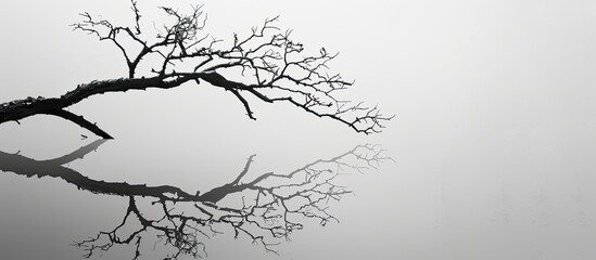 Obraz premium River reflection of a monochromatic lifeless tree branch on a clear background with room for text, ads, or logos. image with copy space