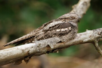 Close-up shot of a camouflaged nightjar bird resting on a tree branch against blur background