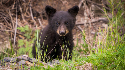 Black bear cub © Marco