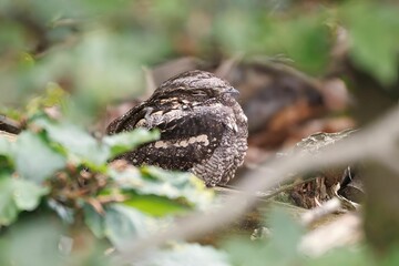 Close-up shot of a camouflaged nightjar bird resting on a tree branch behind blurred leaves