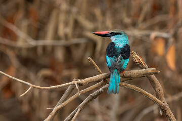 Blue-breasted kingfisher (Halcyon malimbica), perched on a branch with a blurred background in Gambia