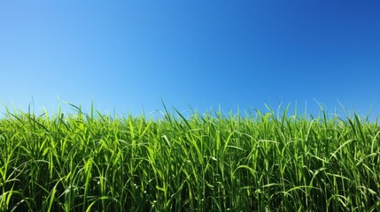 Obraz premium Lush green grass field under a clear blue sky