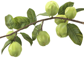 Tree branch with green fruits, representing unripe produce. Isolated on a transparent background