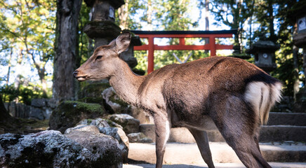 Portrait of a doe in the wild in front of a torii, Japan
