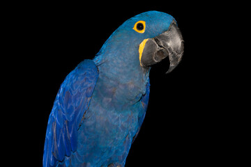 Blue Macaw 